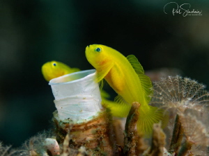 Goby pair at their home (nursery on the other side) by Patricia Sinclair 
